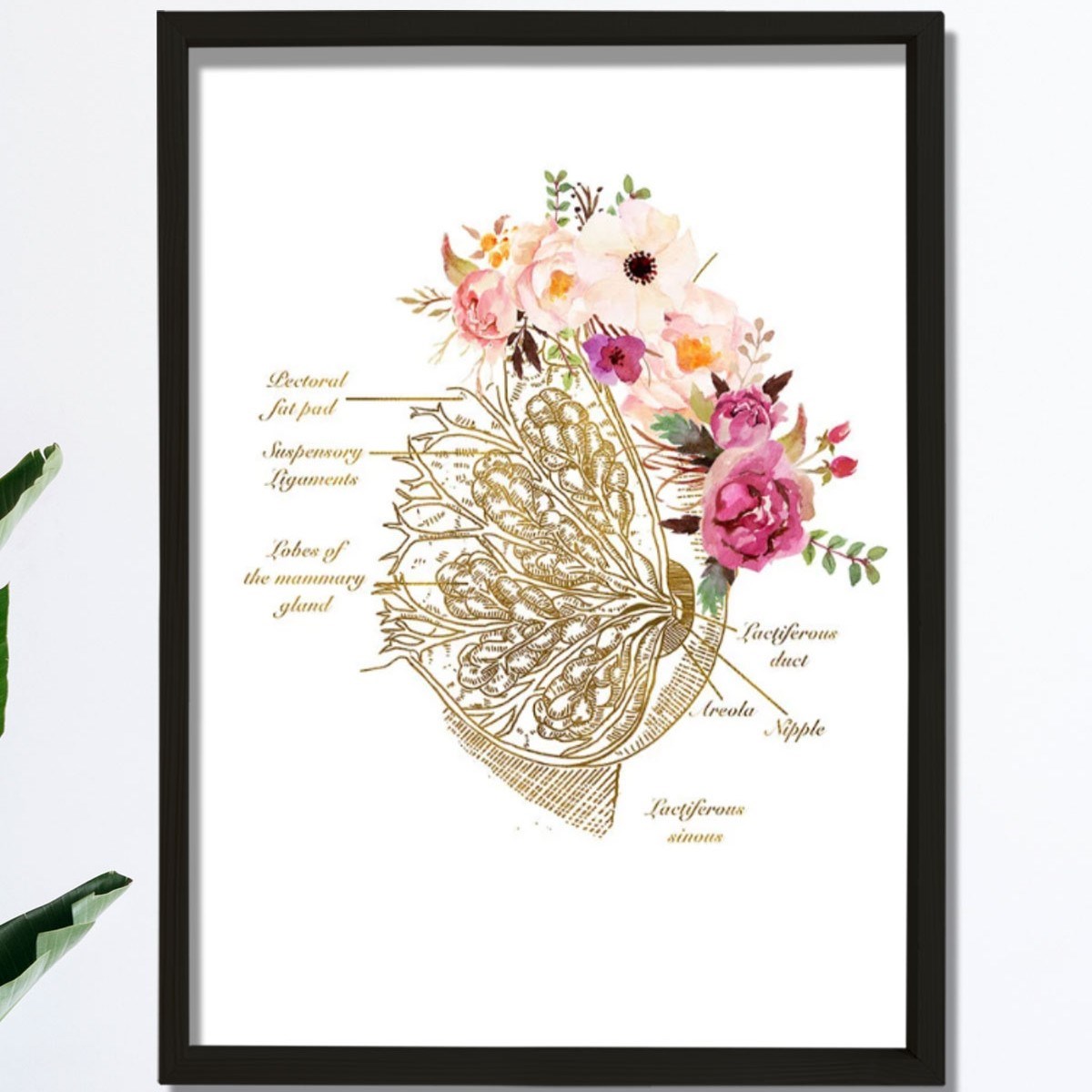 Meme Bezi Anatomisi Sanatı, Obgyn Ofis Dekoru