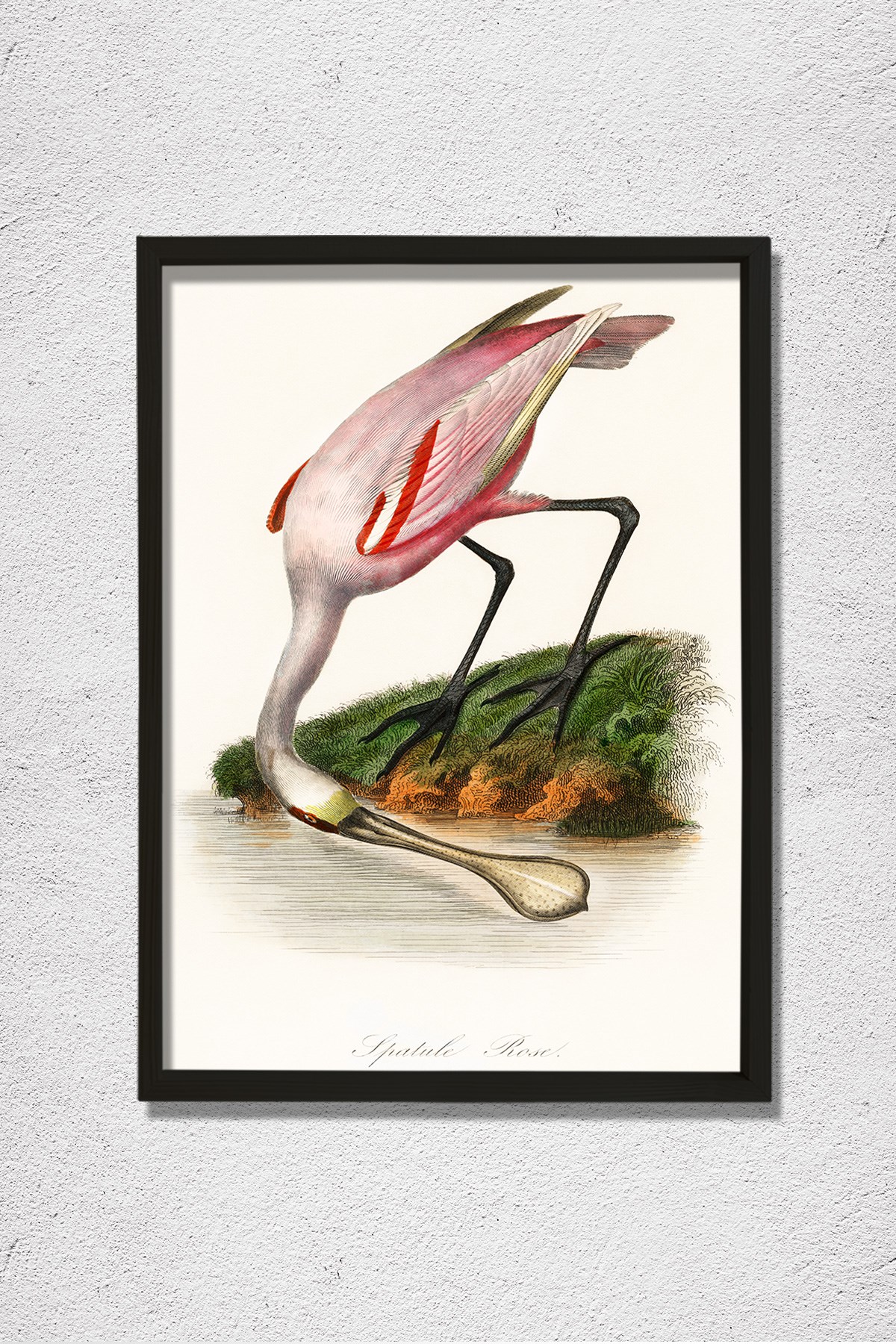 Pembe Kaşıkçı Kuşu 1842 Doğal Ahşap Duvar Tablosu