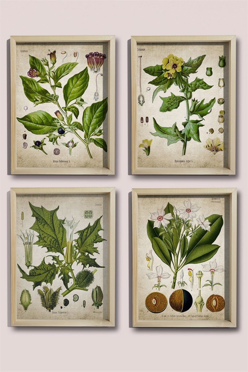 Doğal Çam Çerçeveli Duvar Tablosu Antik İlaç Fabrikası Botanik Set