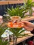 6 Kişilik Porselen Lavin Bird Orange Kahve Fincanı 