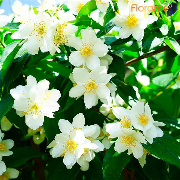 Organik Yasemin Absolüsü Uçucu Yağı (Jasminum grandiflorum)-1 ml