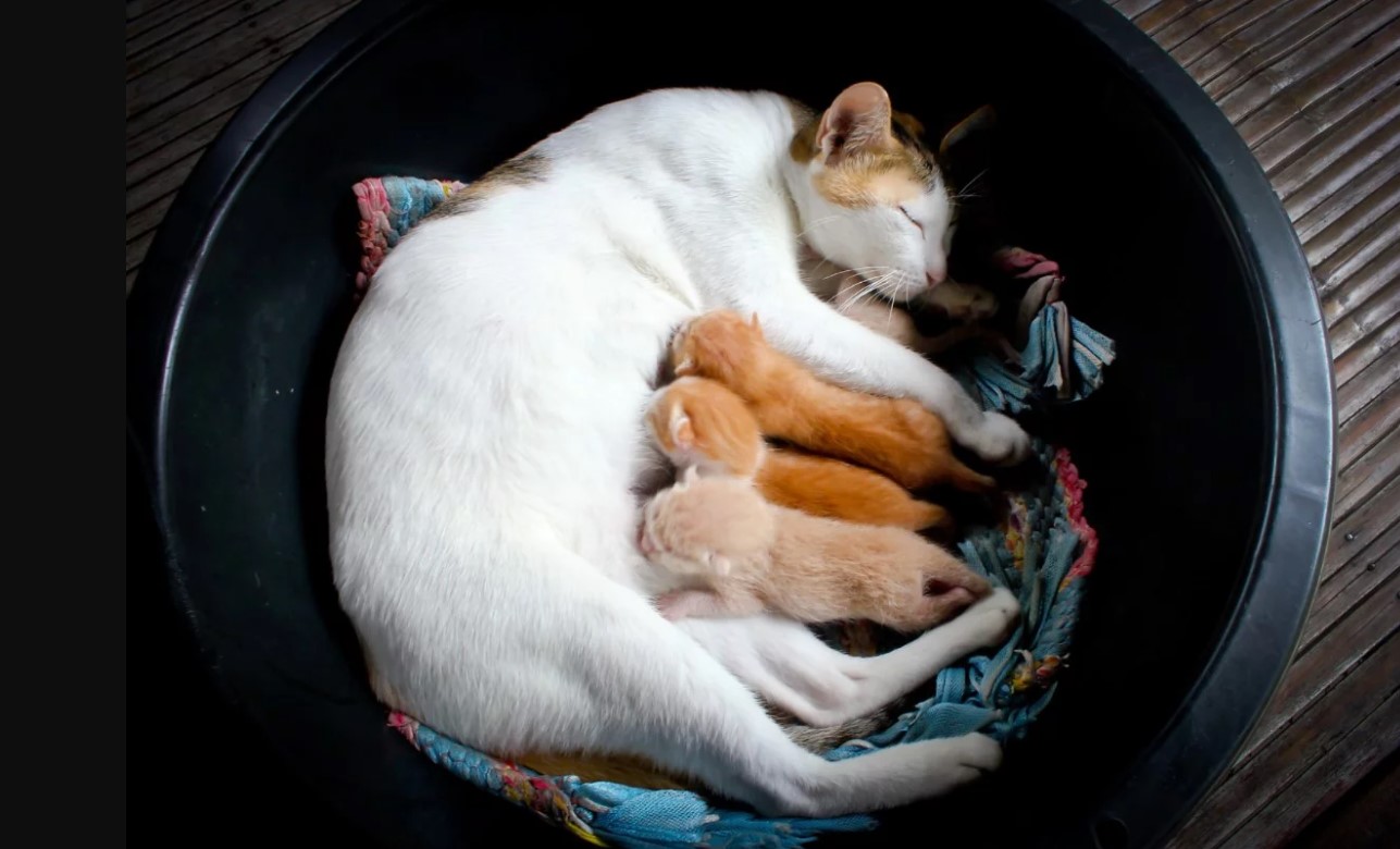 Hamile Kedi Bakımı ve Beslenmesi