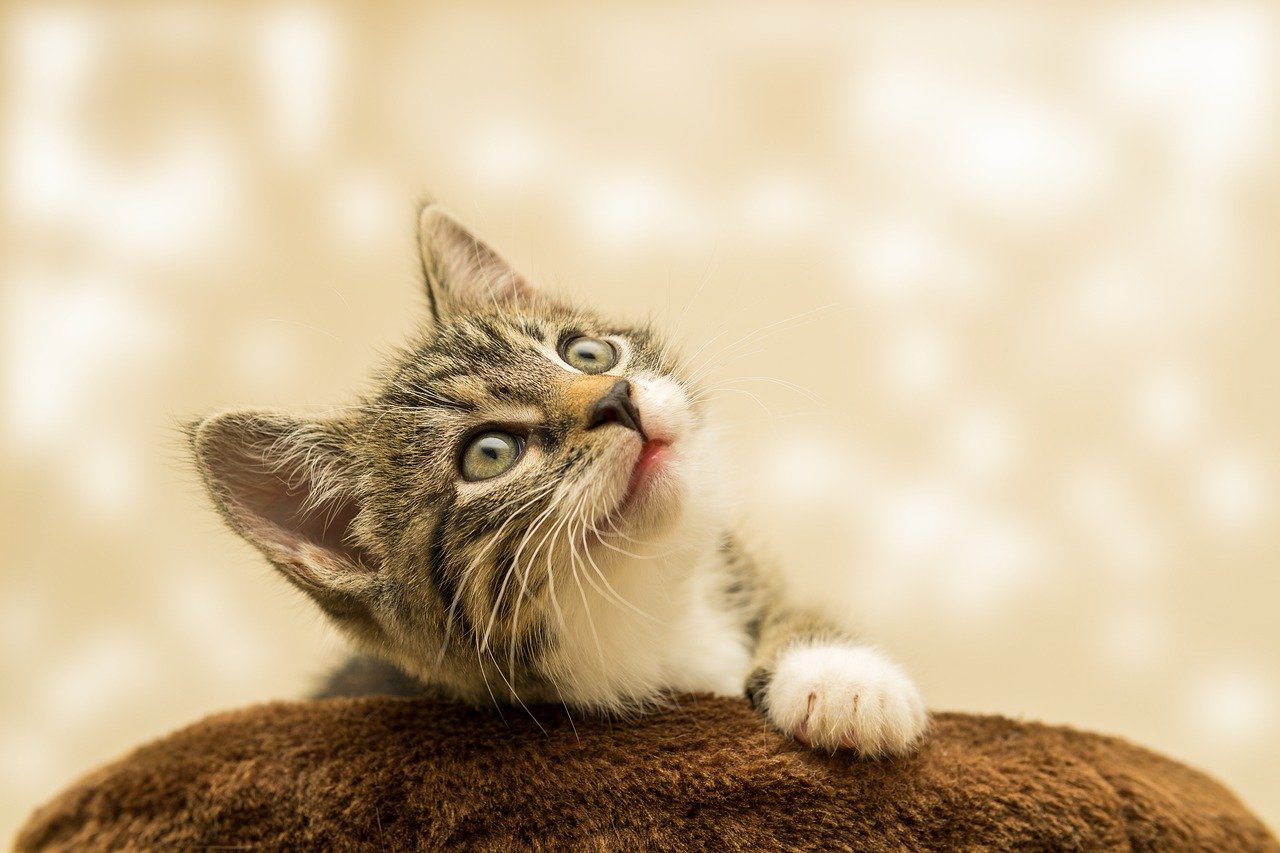 Kedilerde FIP Hastalığı Nedir? Tedavisi Nasıl Yapılır?