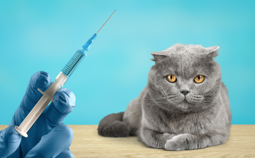 Kedilere Hangi Aşılar Yapılmalı?