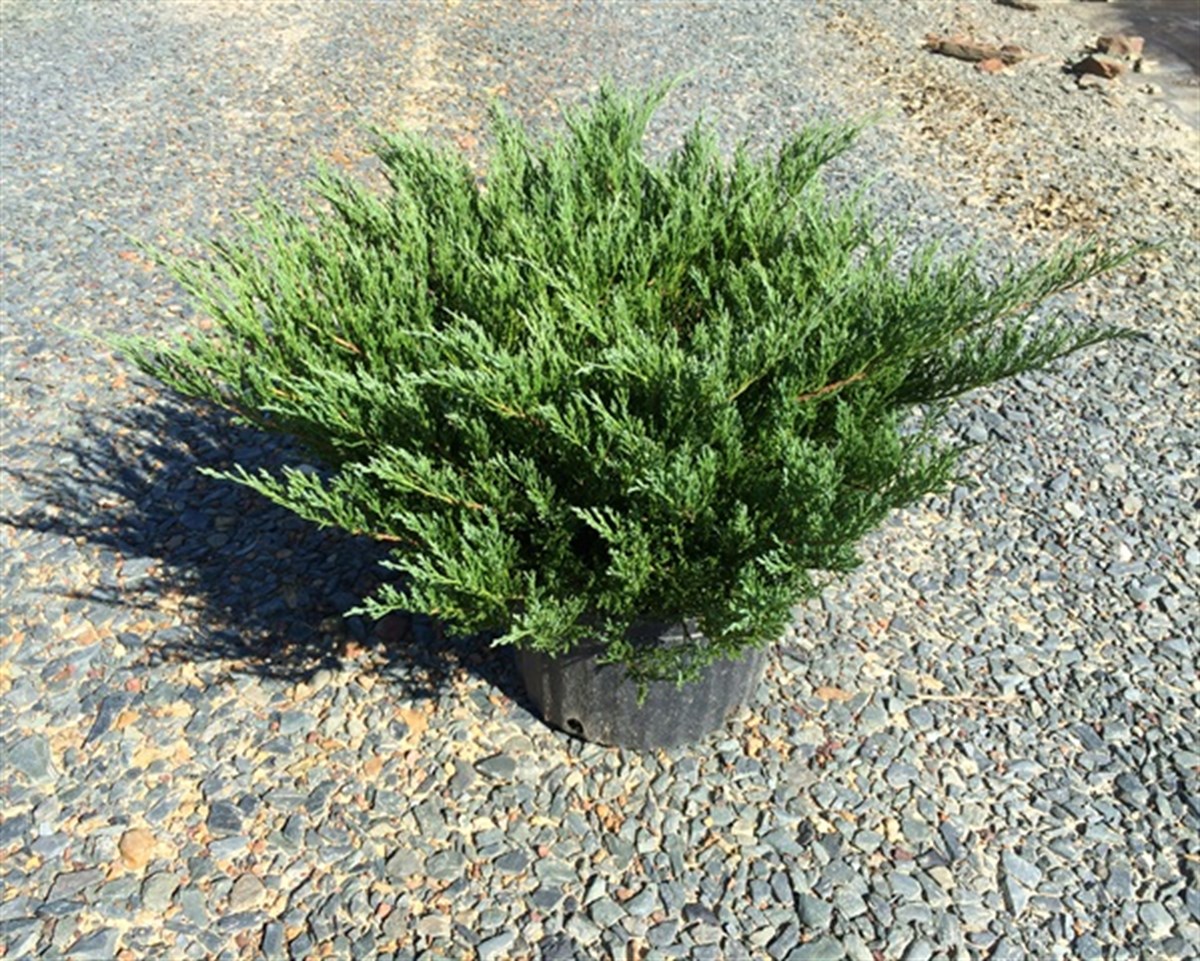 Juniperus horizontalis 'Emerald Spreader'