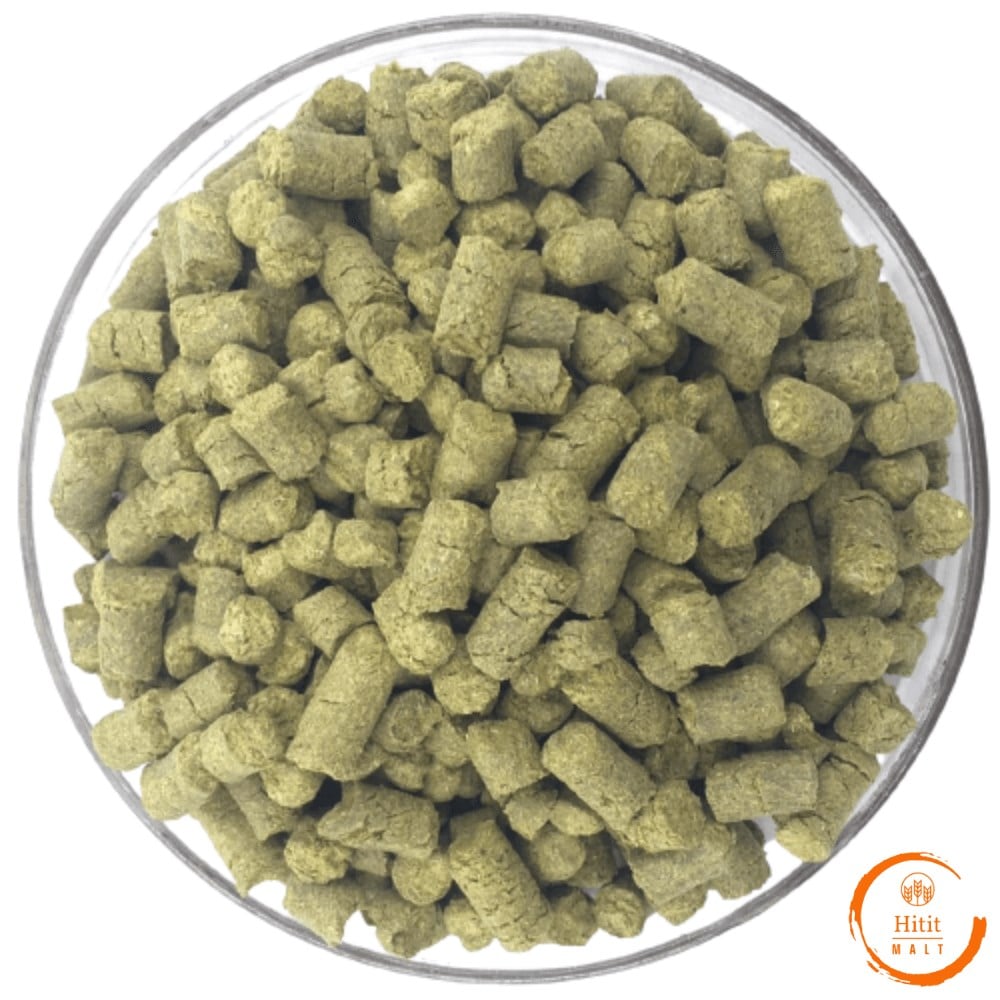 Herkules Şerbetçi Otu