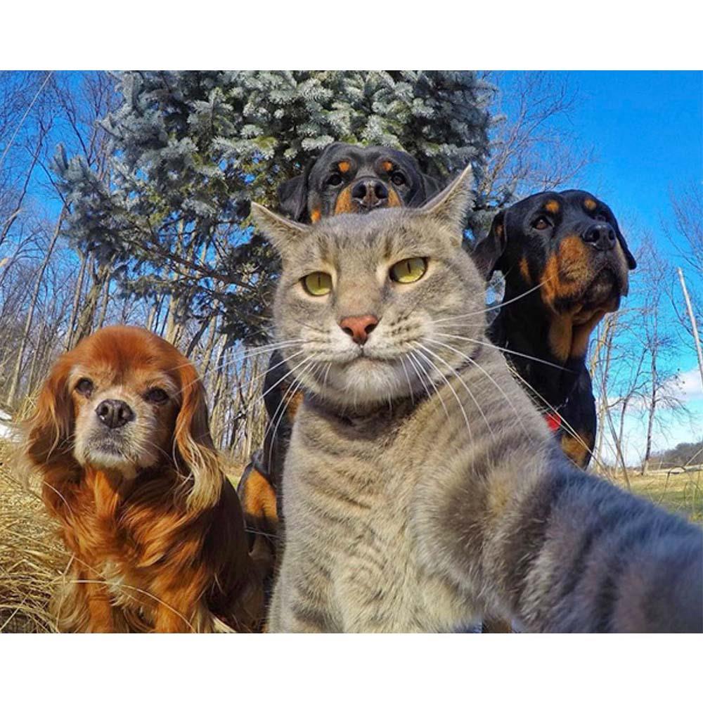 Kedi Köpek Selfie Kanvas Bez Çerçevesiz Sayılarla Boyama Hobi Seti 40x50 cm