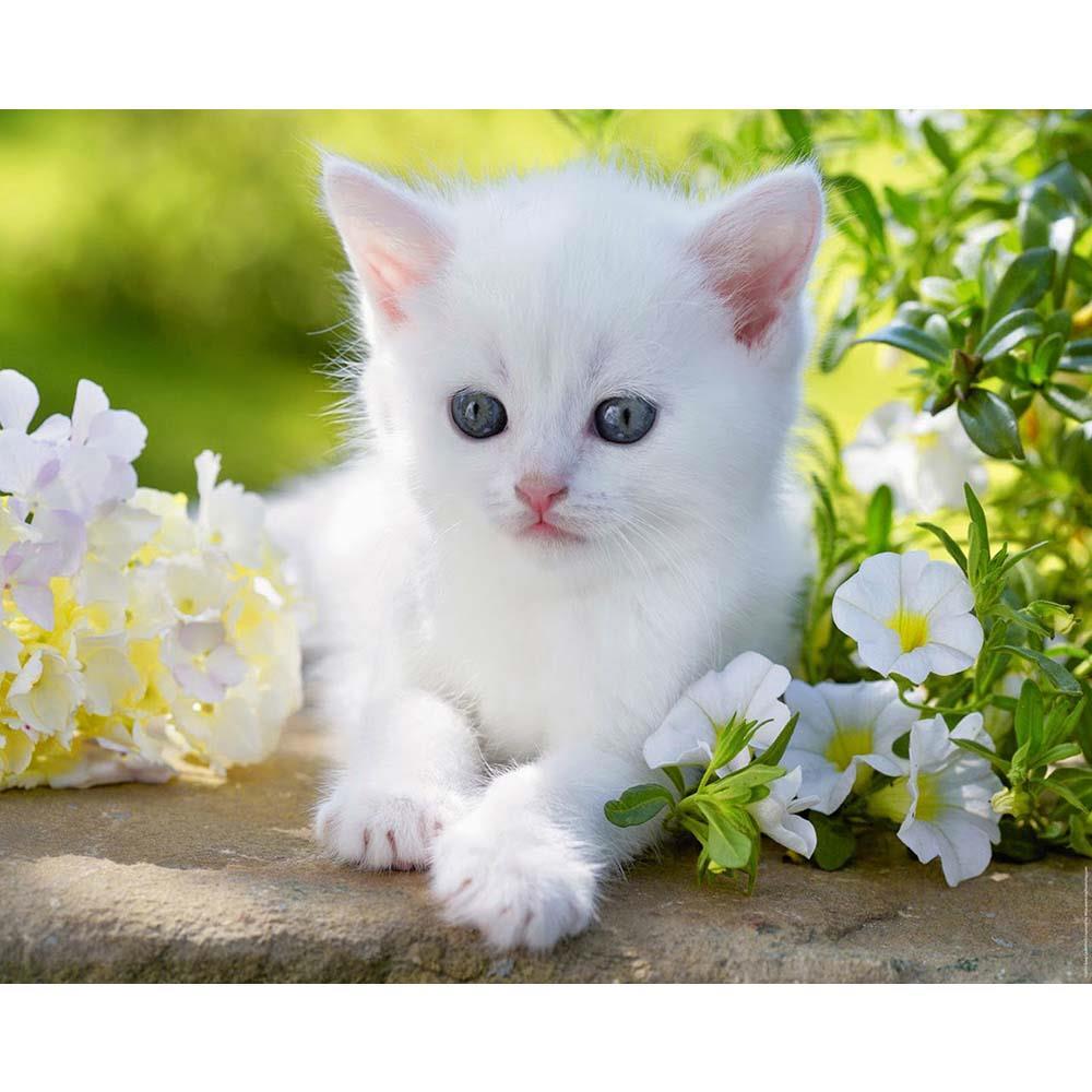 Yavru Kedi Tuvale Gerili Sayılarla Boyama Hobi Seti 40x50 cm