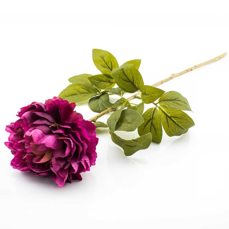 Bordo Şakayık - Wanelli