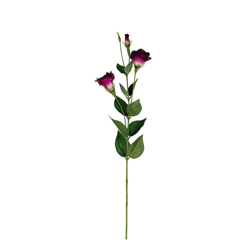 Lisyantus Dal Mor 83 cm - KUK