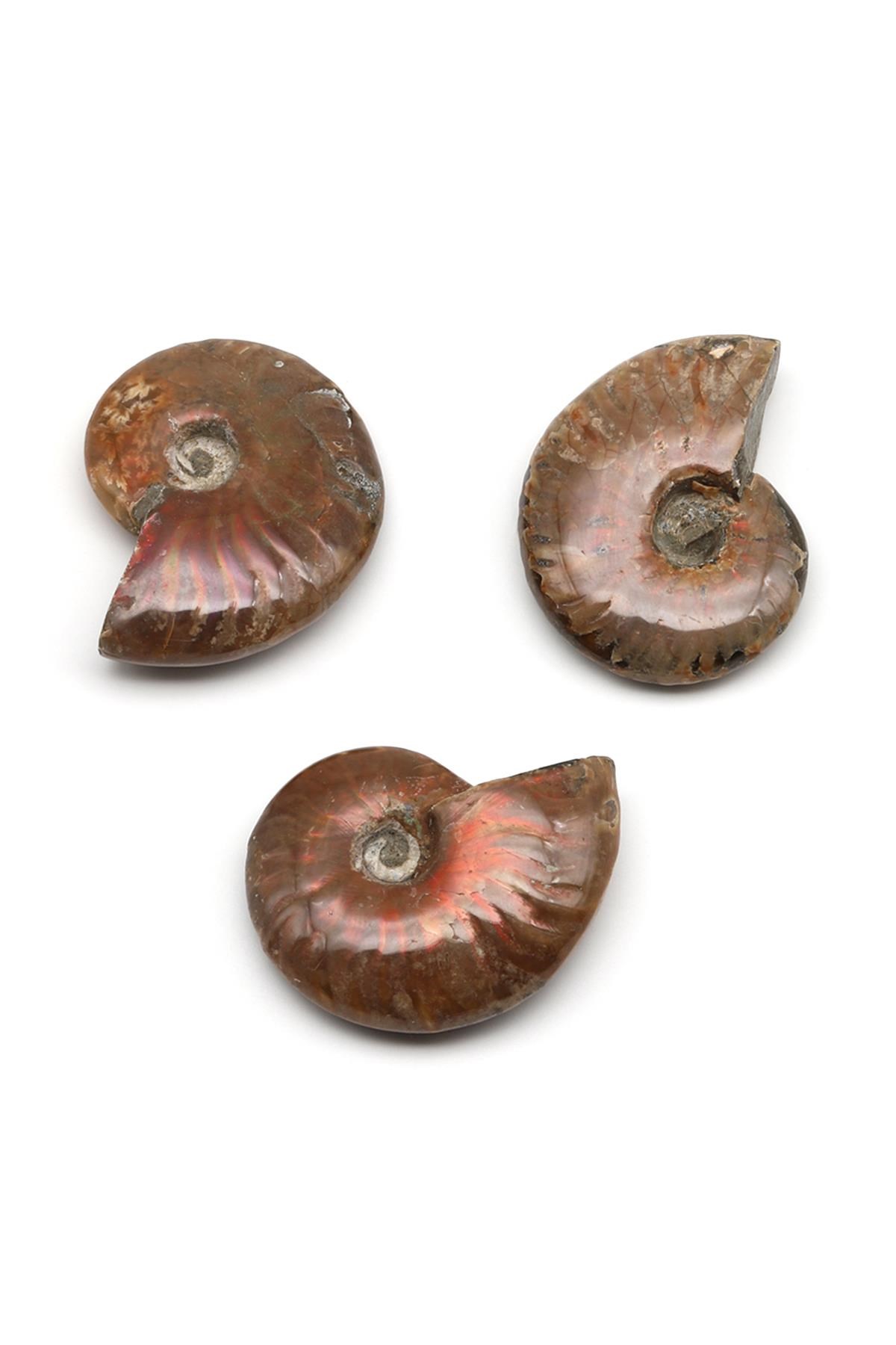 Ammonite Fosil Parça - 23 Gr.