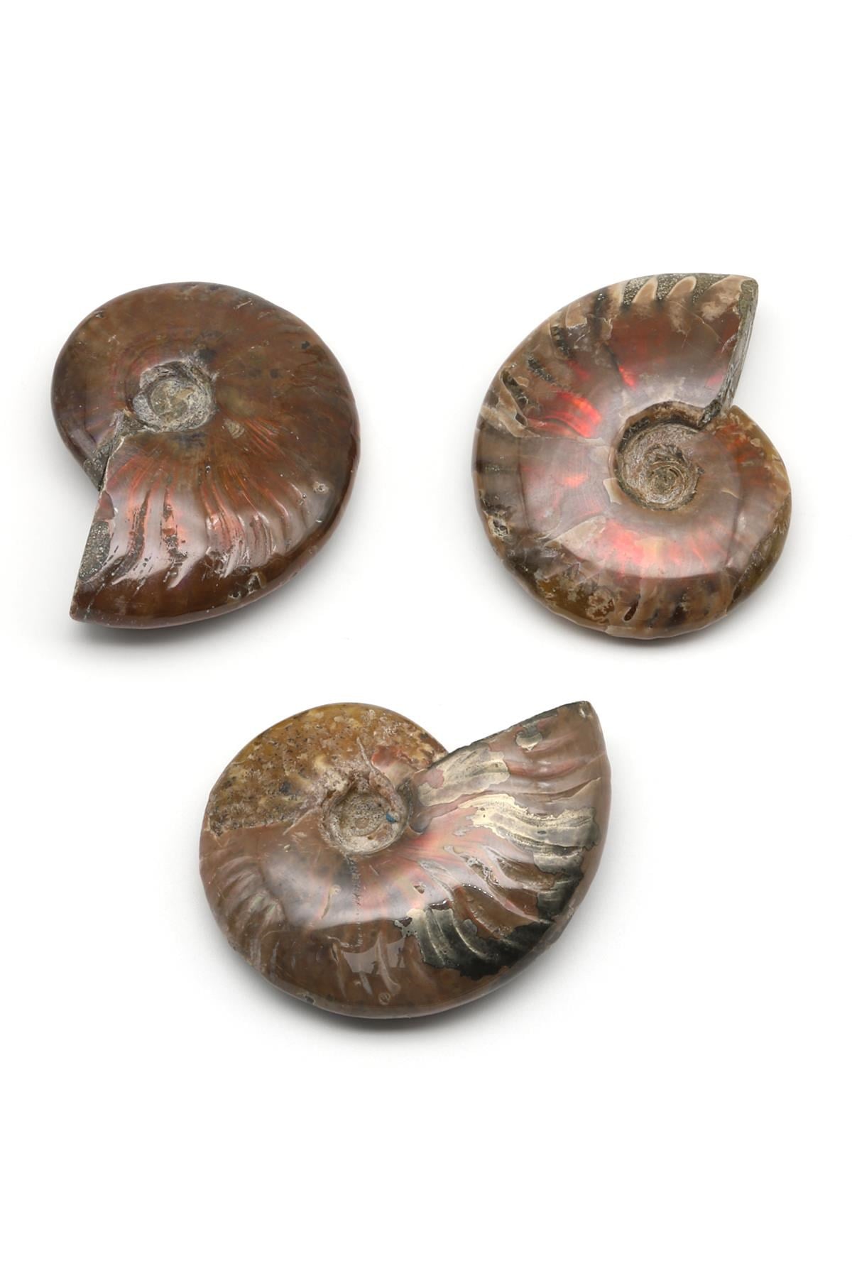 Ammonite Fosil Parça - 67 Gr.