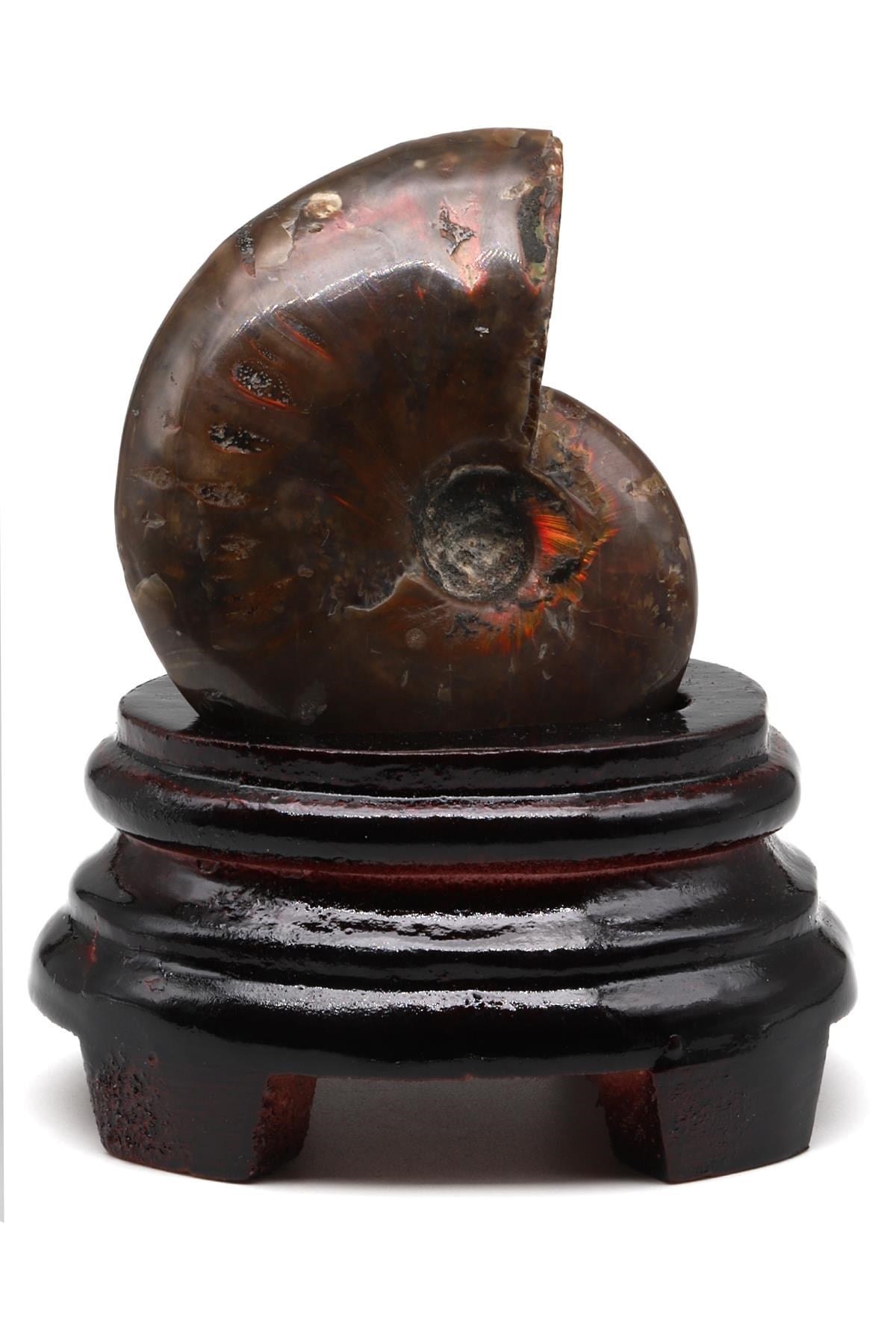 Ammonite Fosil Standlı Parça - 186 Gr.