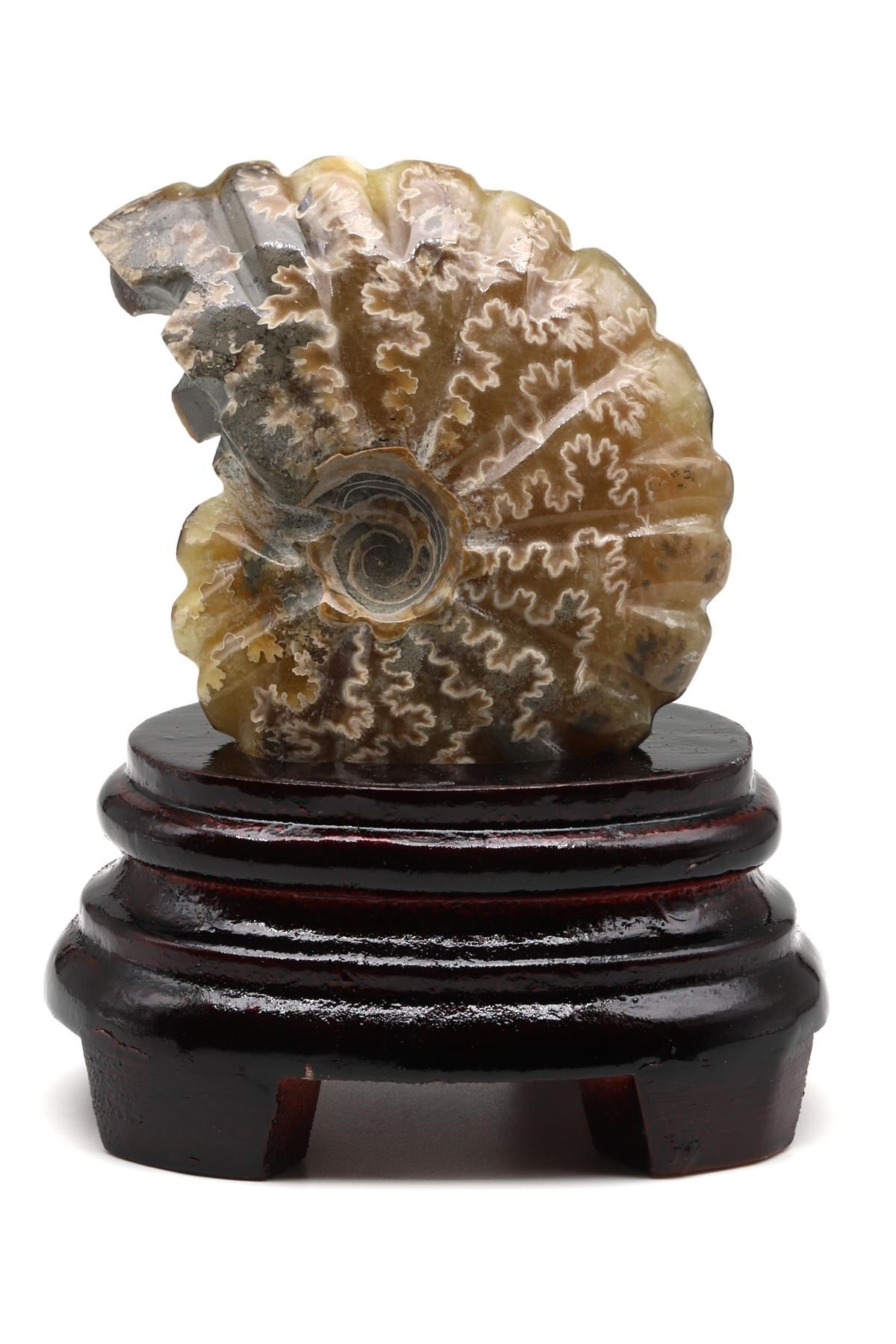 Ammonite Fosil Standlı Parça - 209 Gr.