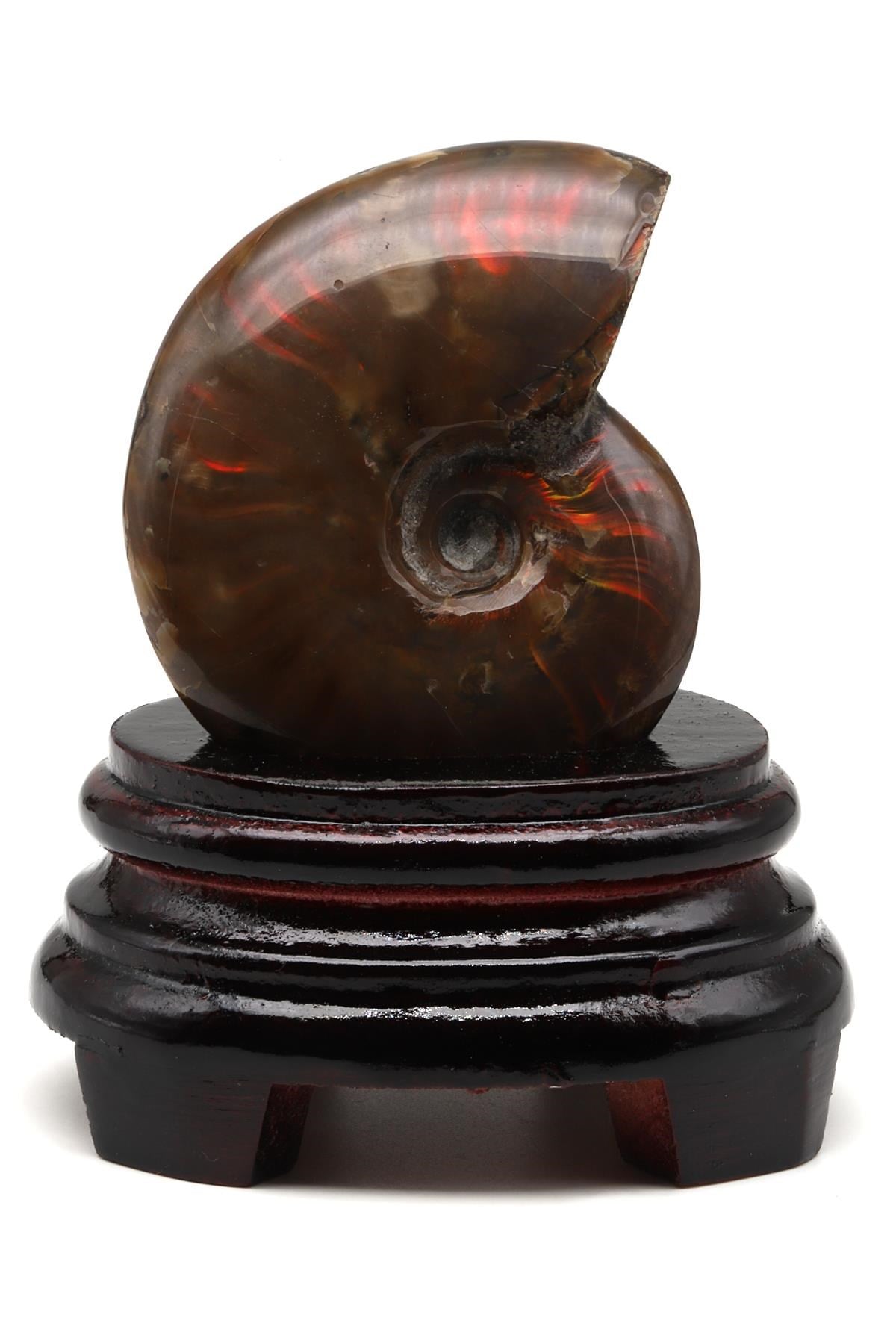 Ammonite Fosil Standlı Parça - 225 Gr.