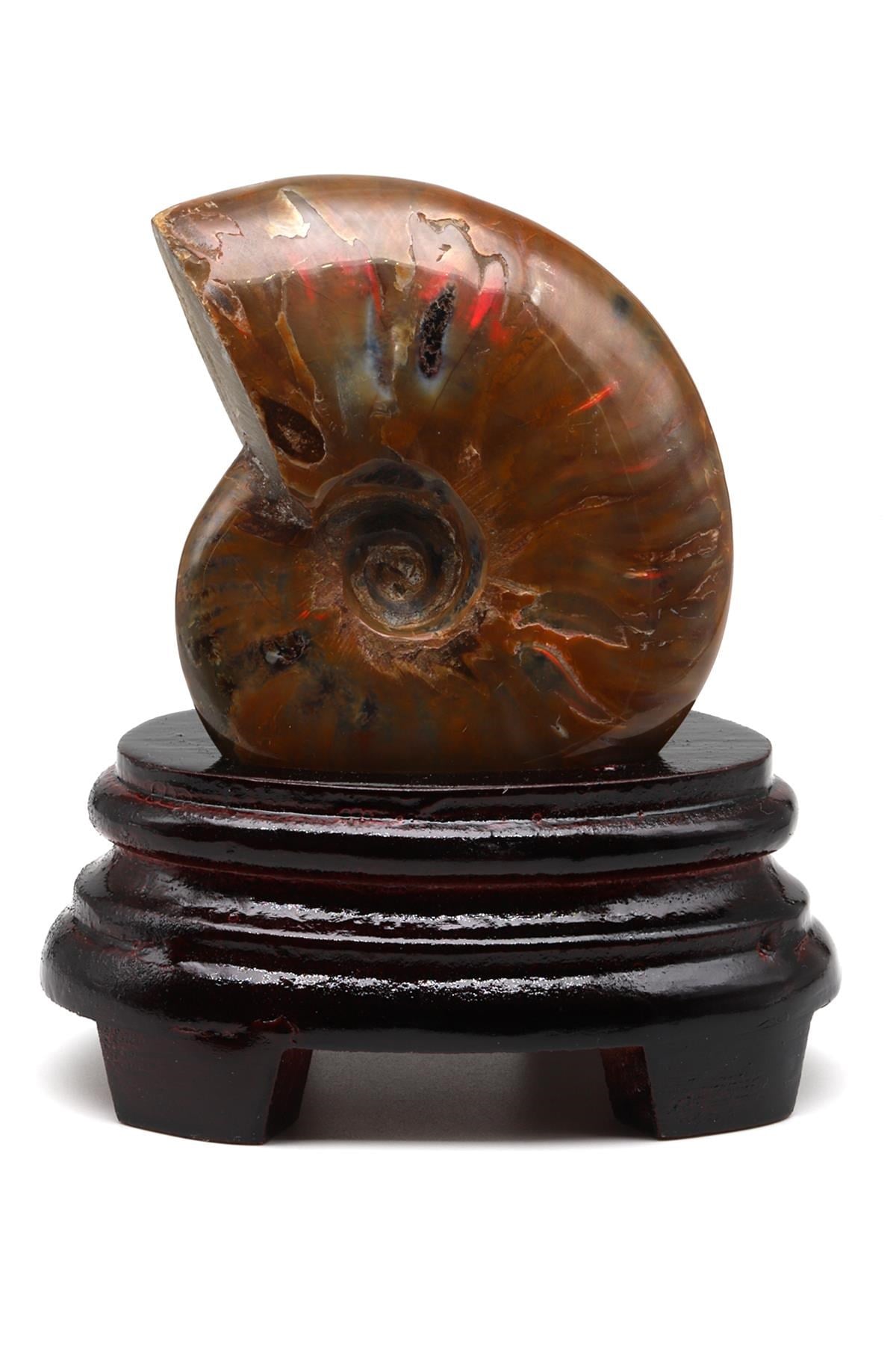 Ammonite Fosil Standlı Parça - 287 Gr.