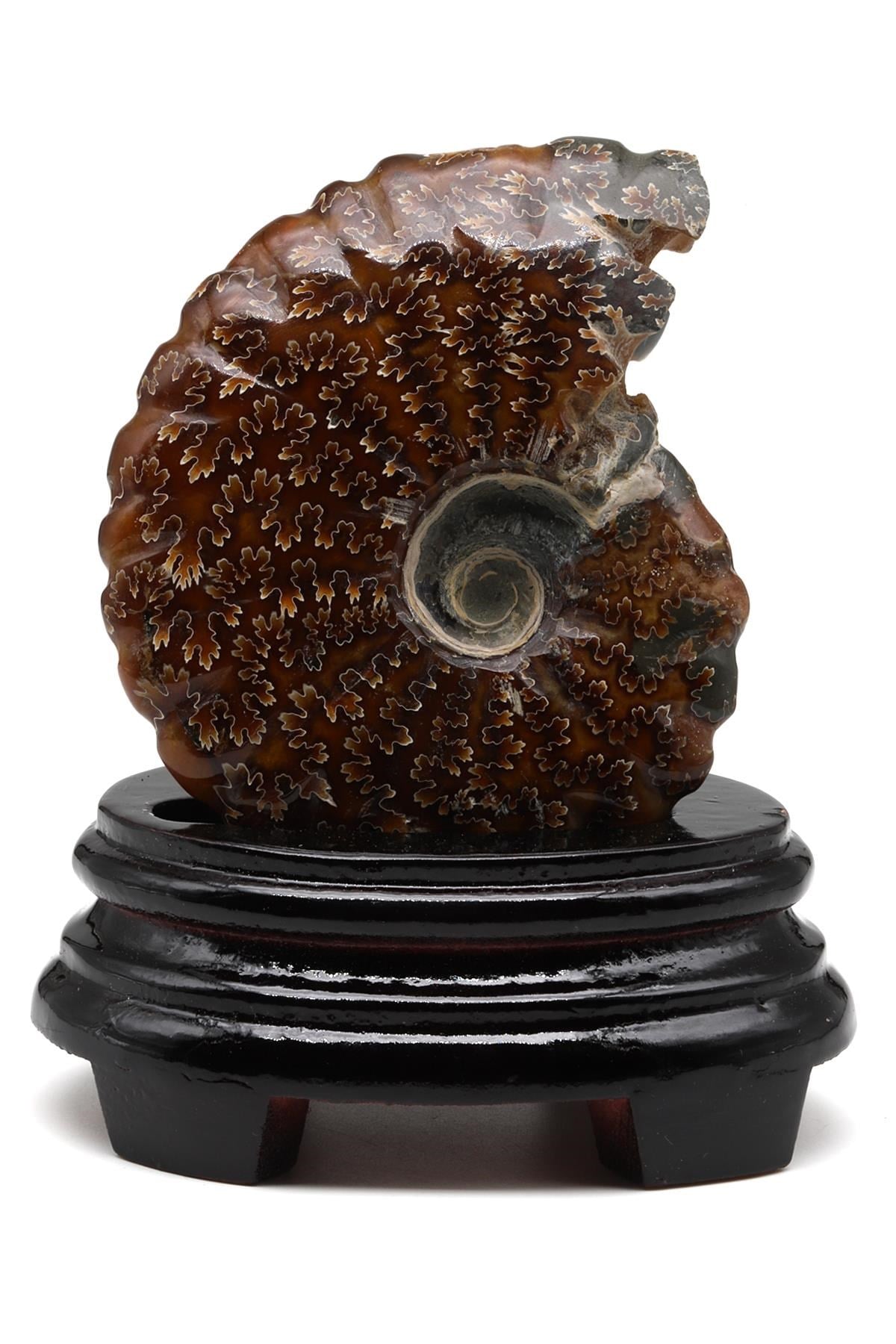 Ammonite Fosil Standlı Parça - 337 Gr.
