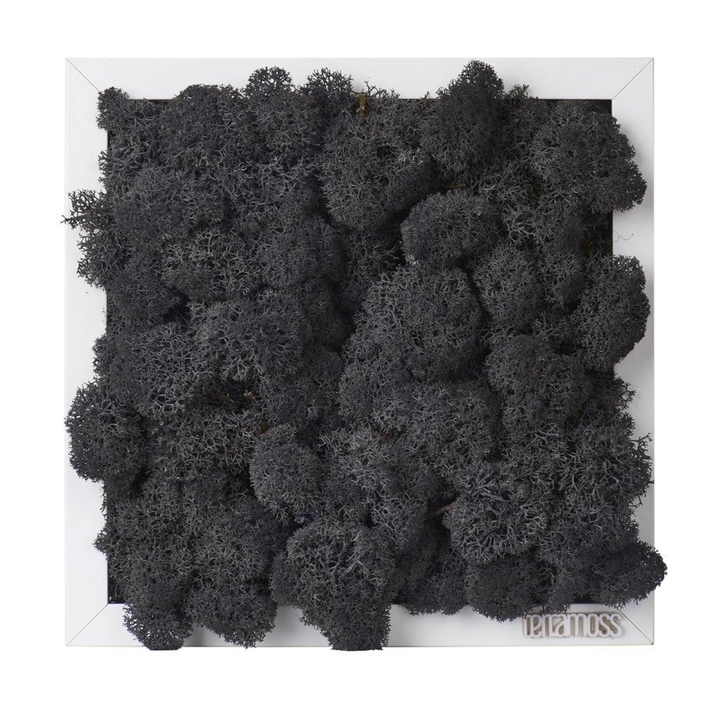 Black Moss