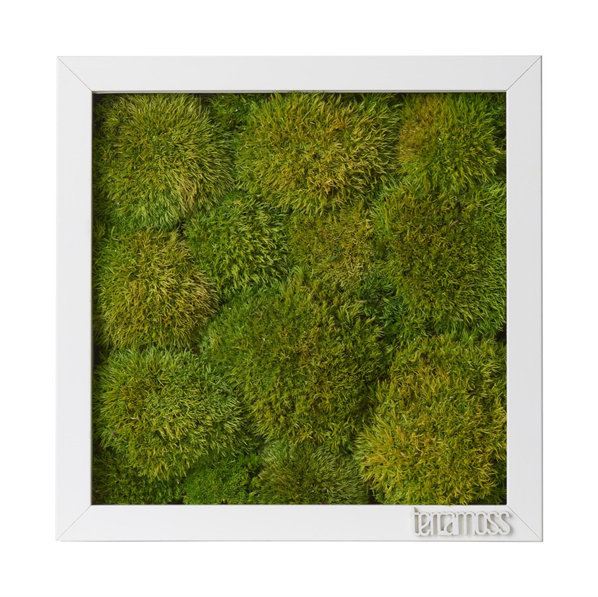 Solmayan Yosun Tablo Ball Moss