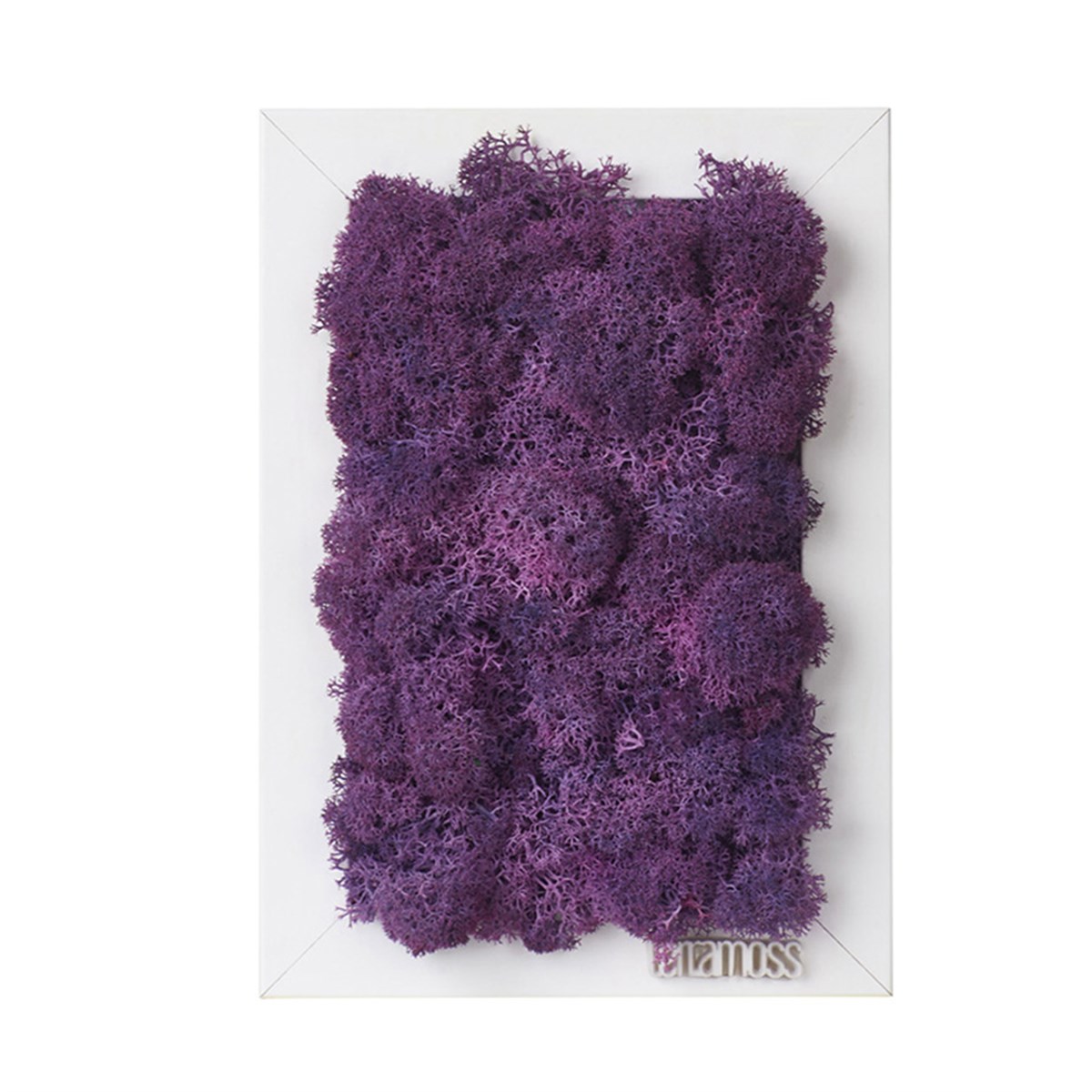 Solmayan Yosun Tablo Mini Moss