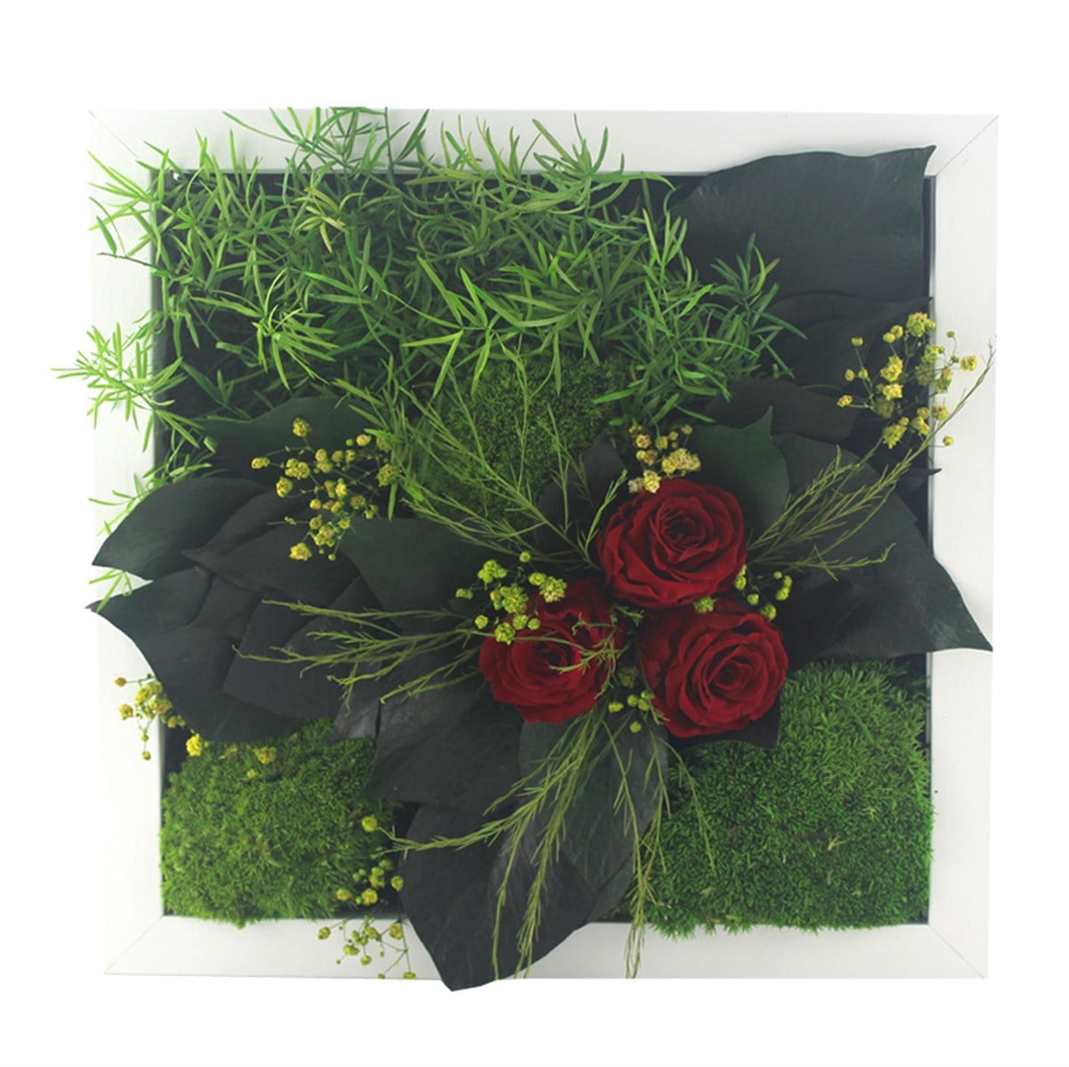 Solmayan Yosun Tablo Miracle Rose