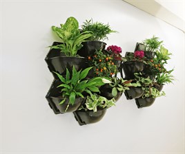Yaşam Çiçeği Duvar Saksı Kiti
