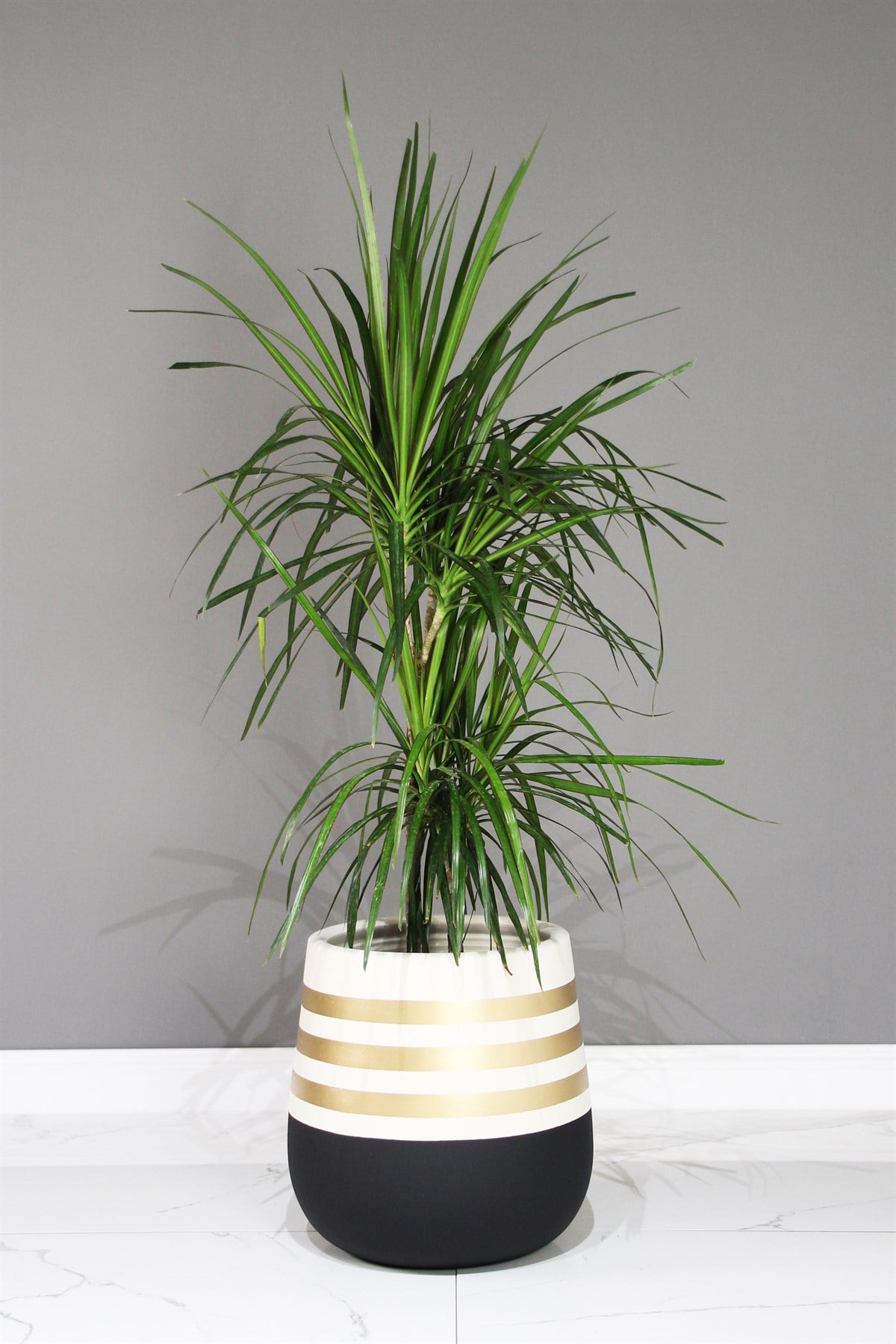 Maxi Gold Siyah İç Dekorasyon Saksı