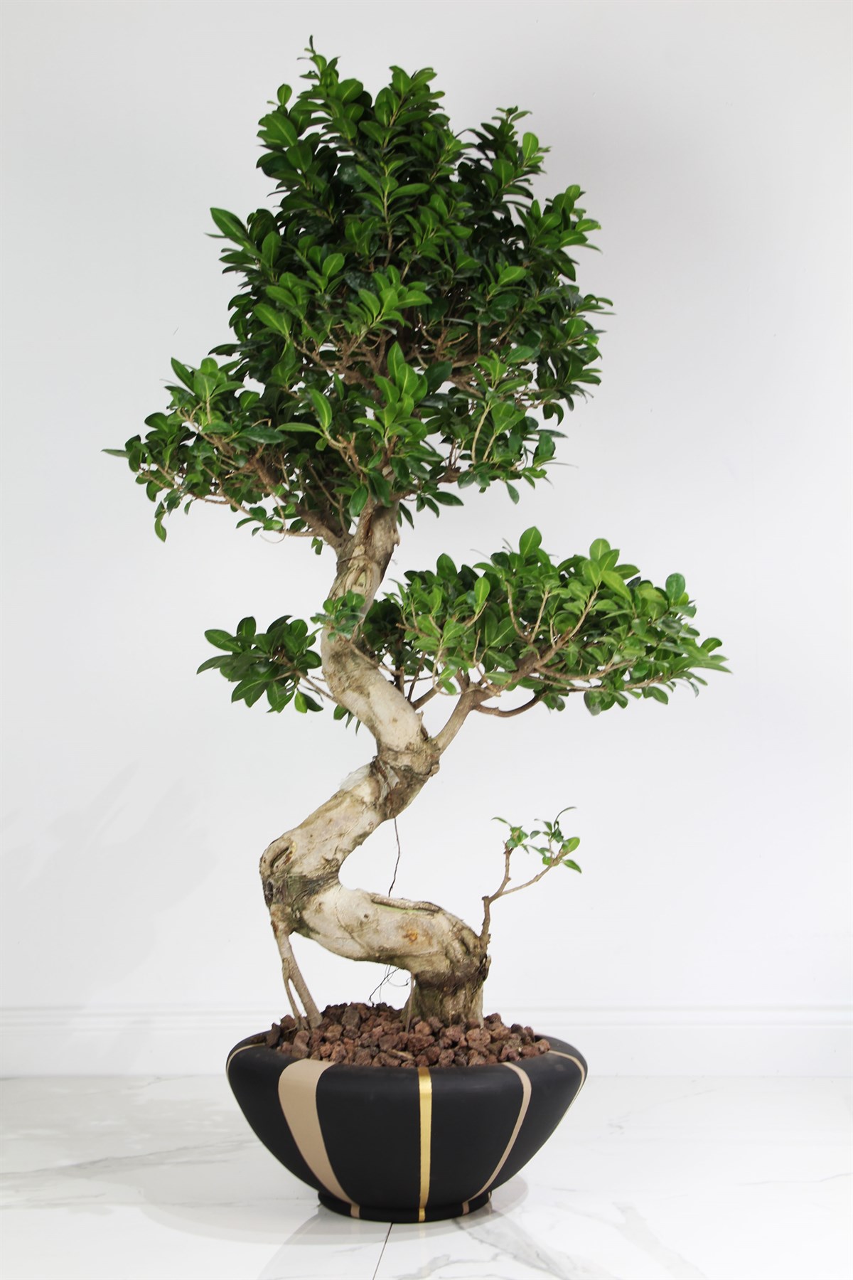 Bonzai İç Dekorasyon Saksı