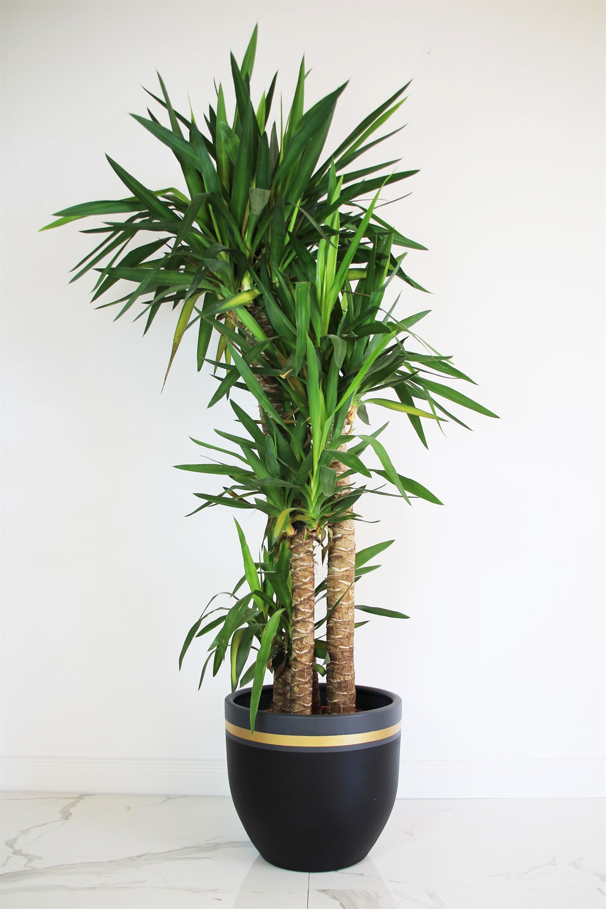 Classic Siyah İç Dekorasyon Saksı