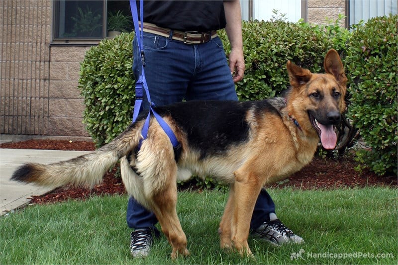 Kalça Destek Tasması