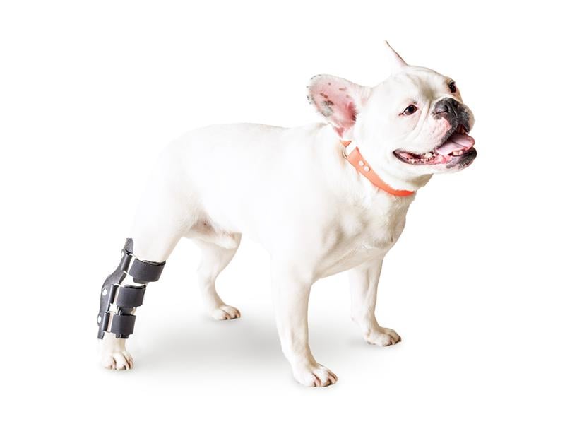 Arka Ayak Eklem (Hock) Ateli