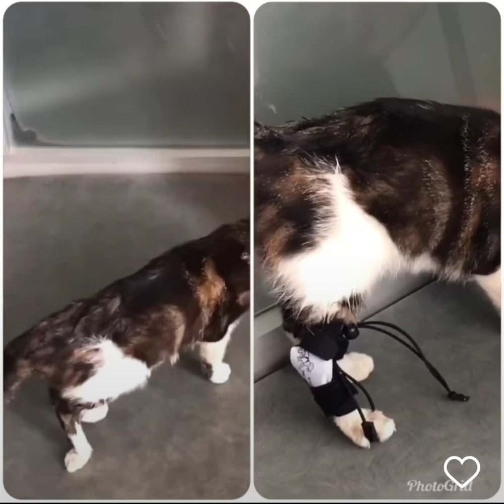 Kedi  Arka Ayak Duzlestirici 