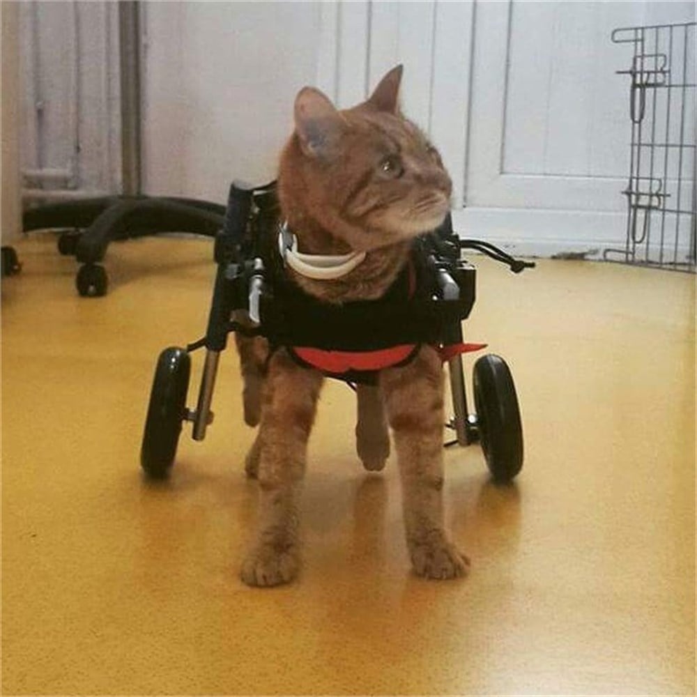 Kedi Yürüteç - Small