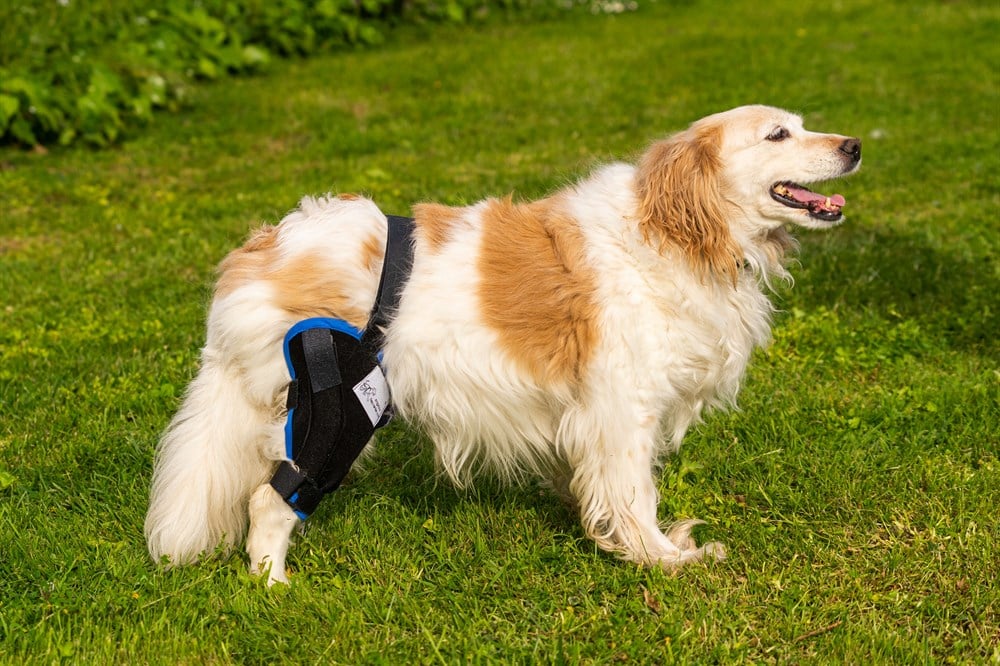 Köpek Dizlik Çift Taraflı Kombo