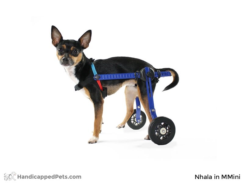 Köpek Yürüteç -  Mini