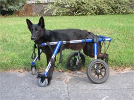 4 Tekerlekli Köpek Yürüteç - Large