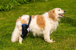 Köpek Dizlik Çift Taraflı Kombo