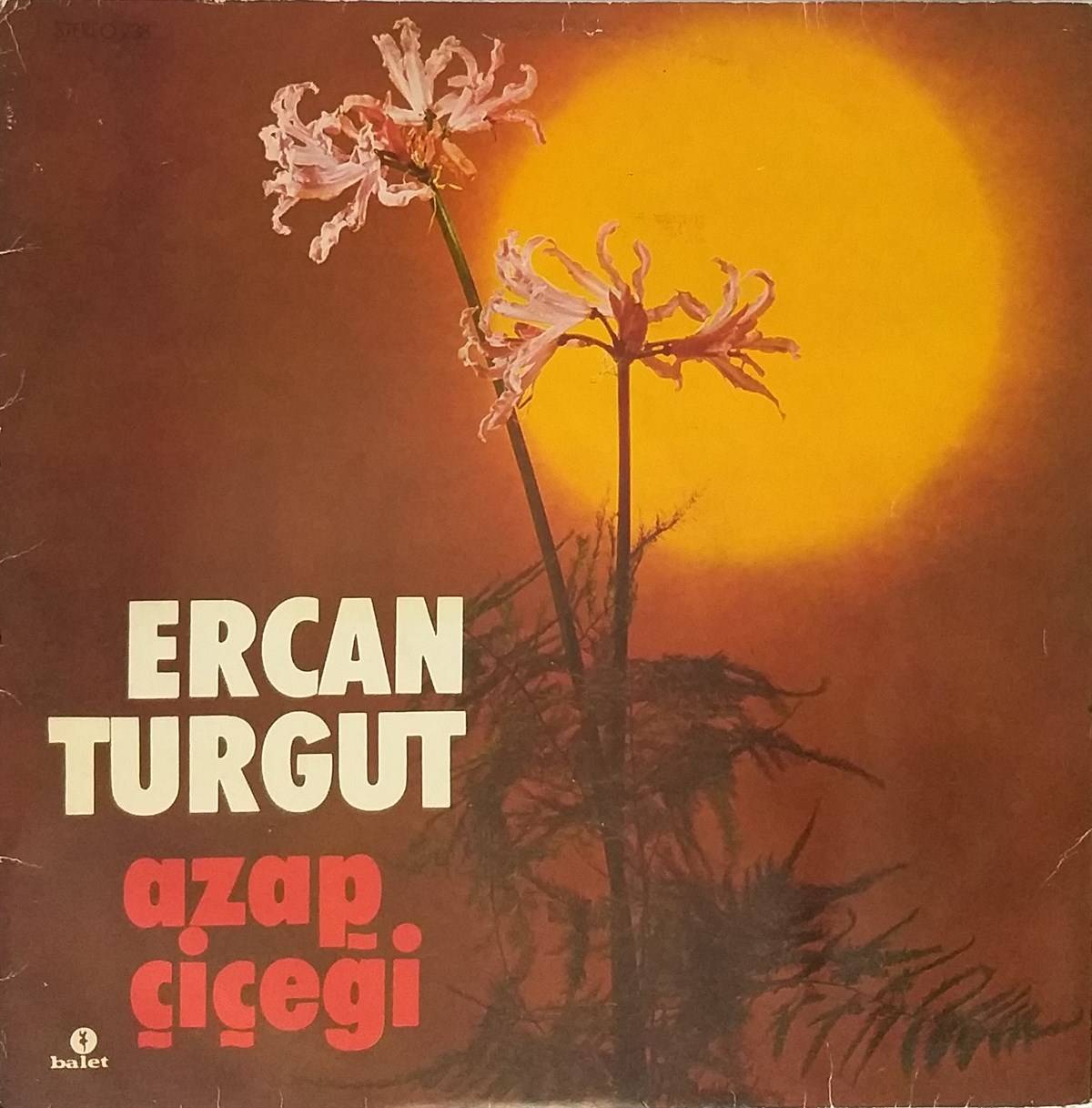 ERCAN TURGUT - AZAP ÇİÇEĞİ