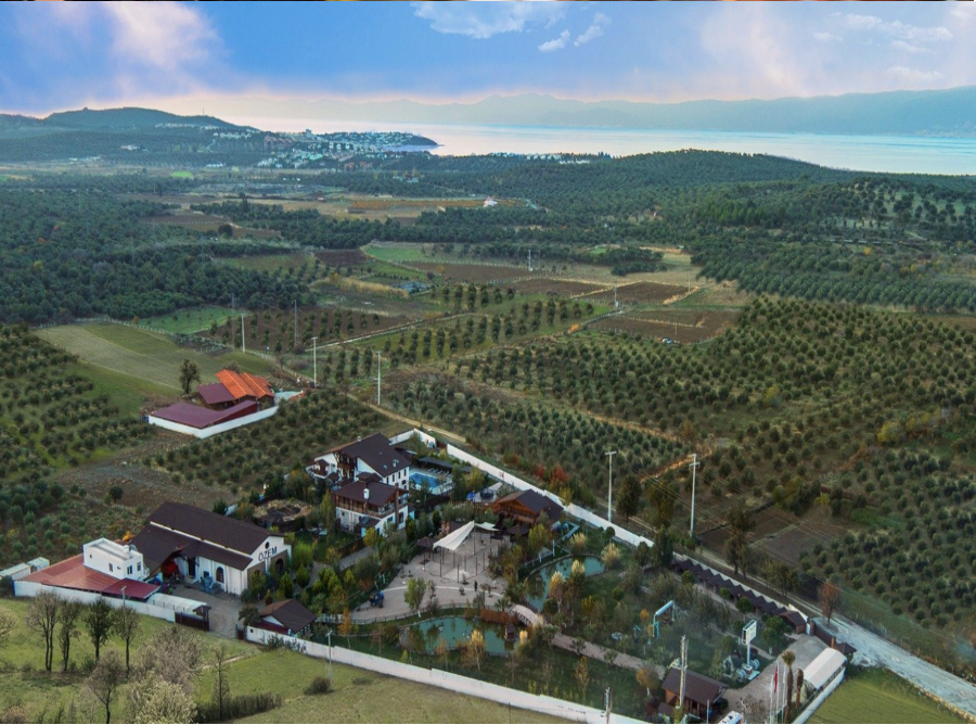 Zeytin Ağacının Bakımı Nasıl Yapılır?