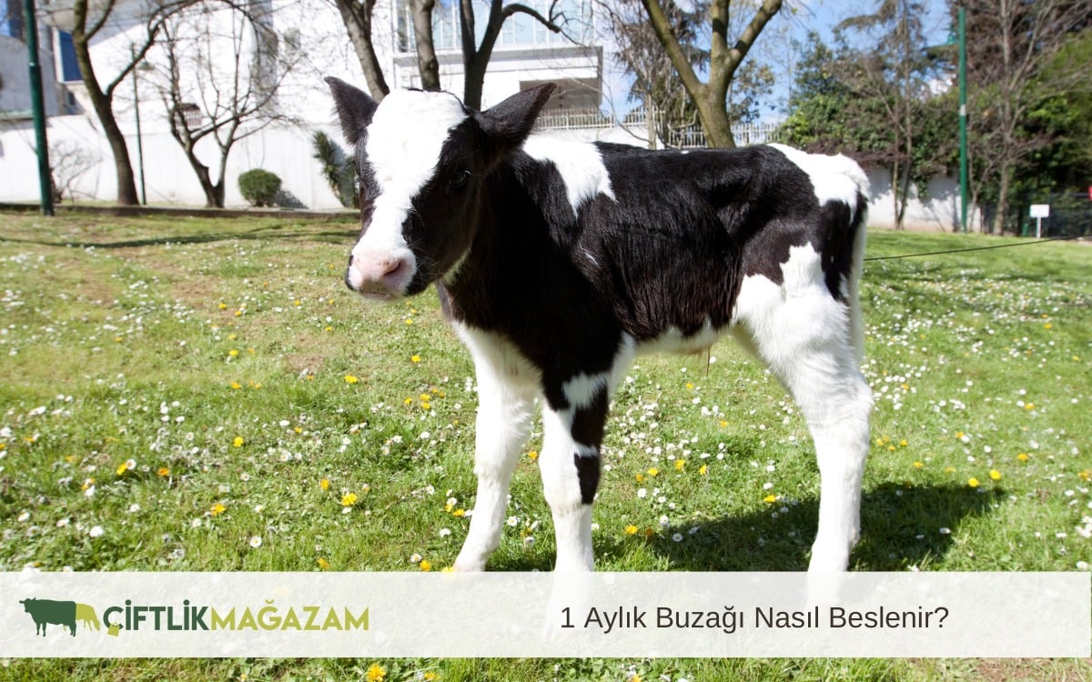 yeni doğan buzağı nasıl beslenir