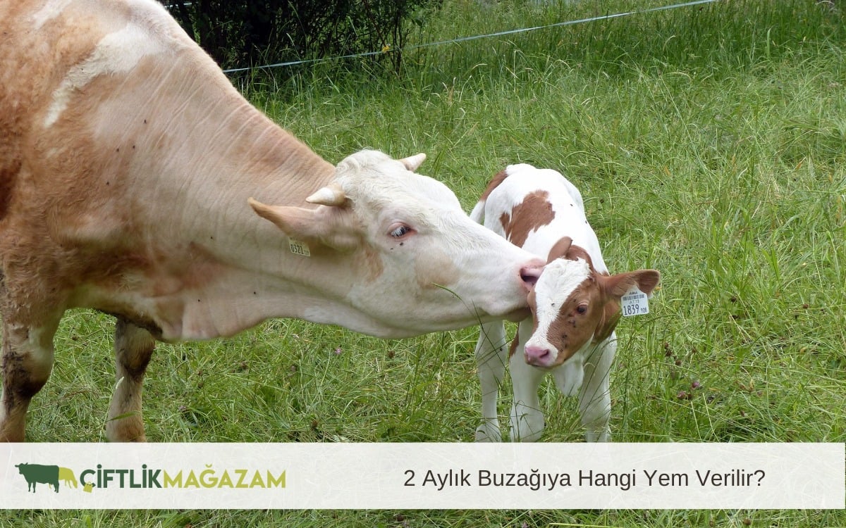 2 aylık buzağı