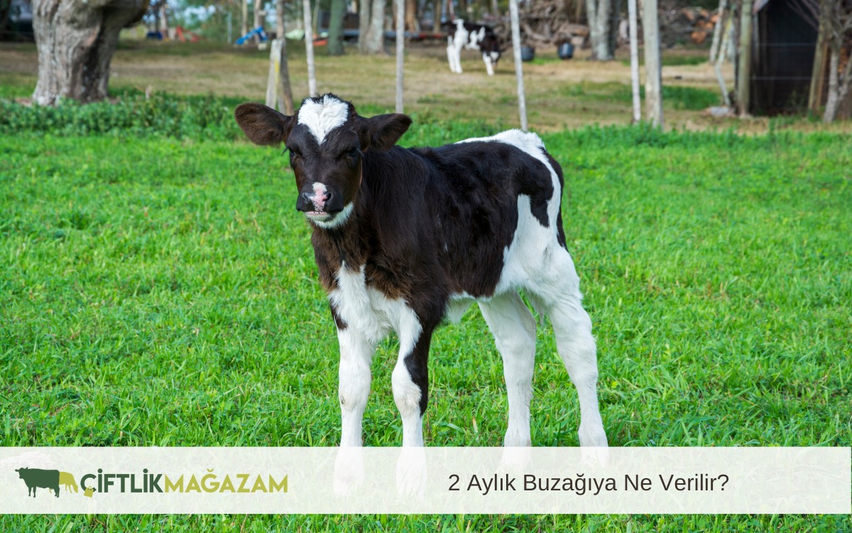 2 aylık buzağı