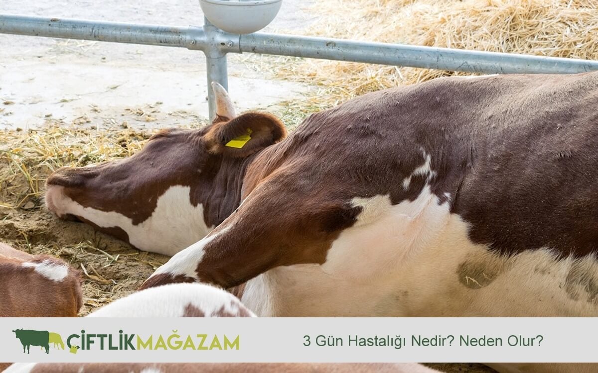 3 gün hastalığı
