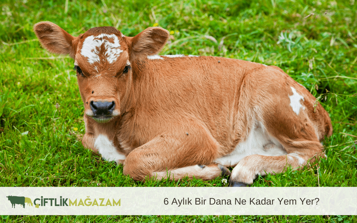 6 aylık bir dana ne kadar yem yer