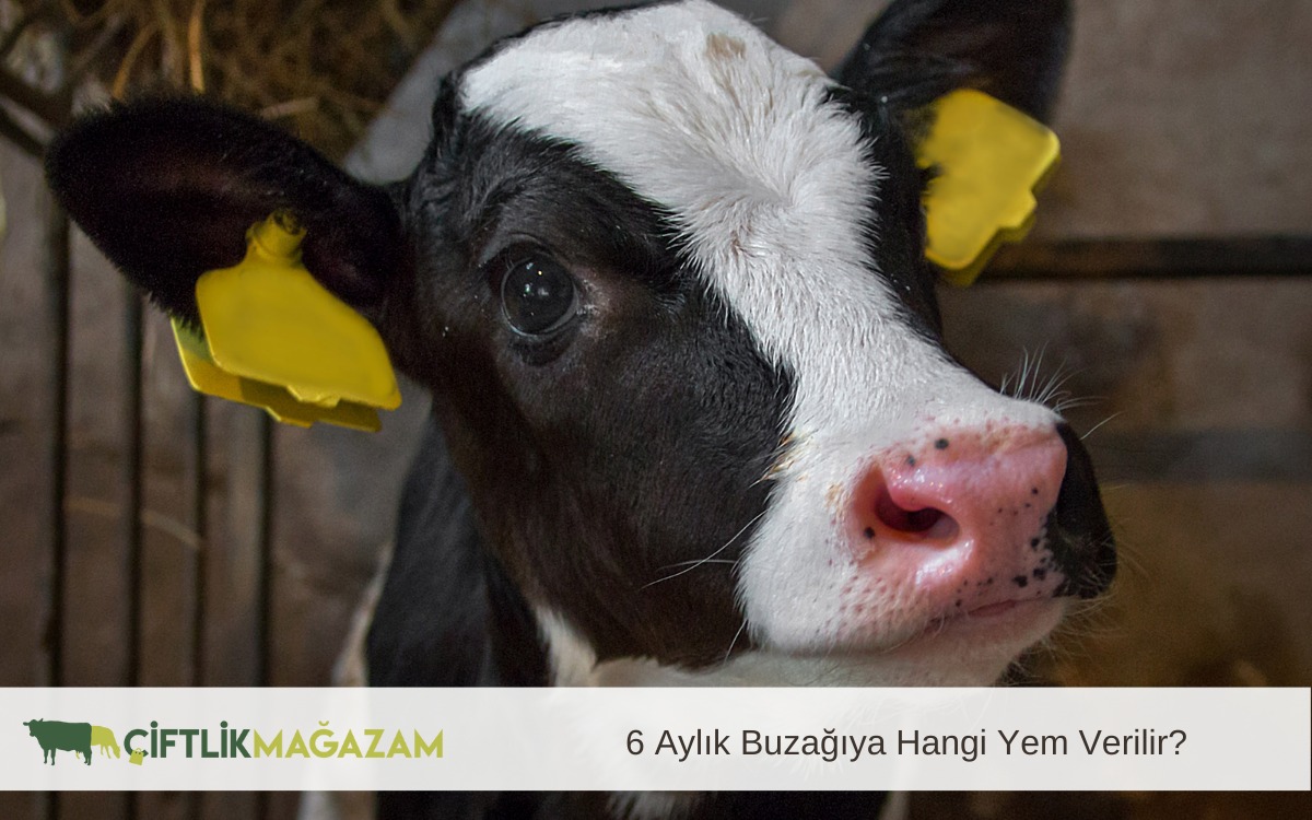 6 aylık buzağı
