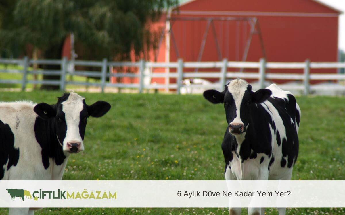 6 aylık düve