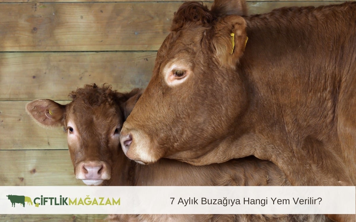 7 aylık buzağı