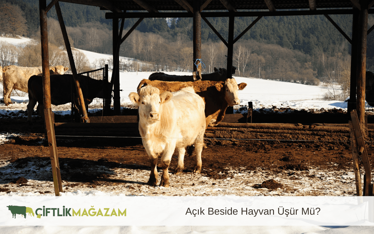açık beside hayvan