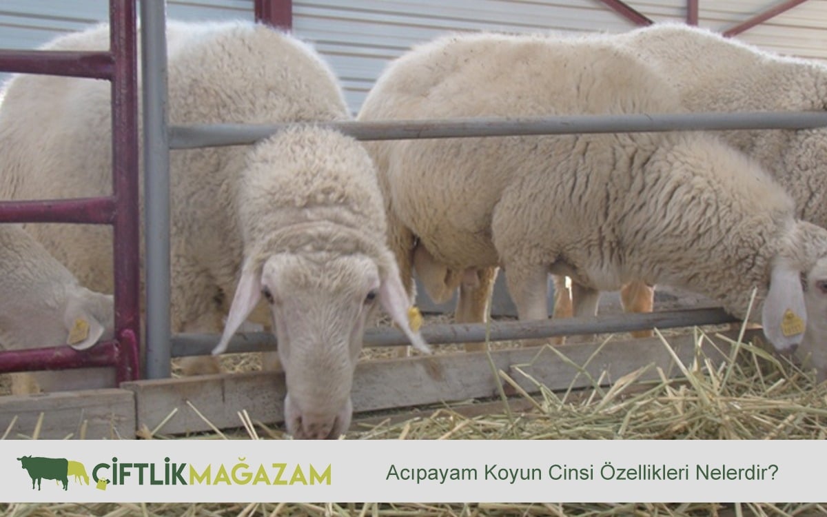Acıpayam Koyun