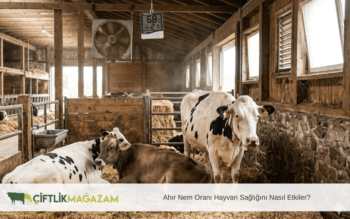 ahır nem oranı hayvan sağlığını nasıl etkiler